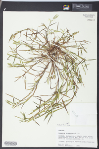 Paspalum dissectum image