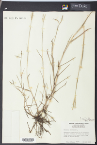 Paspalum distichum image