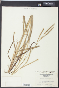 Paspalum floridanum image