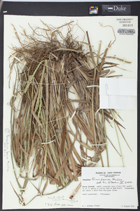 Paspalum floridanum image