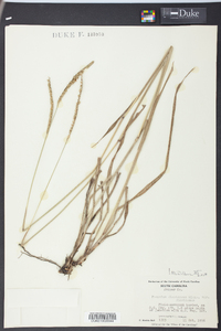 Paspalum floridanum image