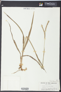 Paspalum floridanum image