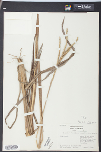 Paspalum floridanum image