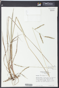 Paspalum floridanum image