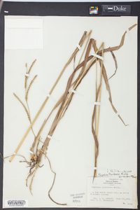 Paspalum floridanum image