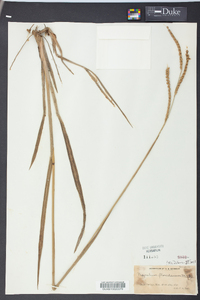 Paspalum floridanum image