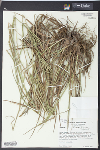 Paspalum laeve image