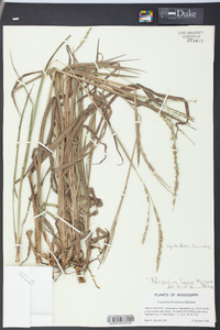 Paspalum laeve image