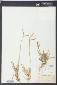 Paspalum laeve image