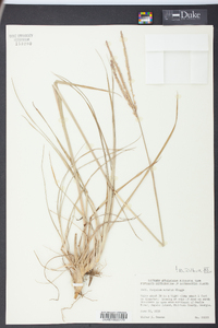 Paspalum notatum image