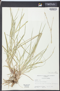 Paspalum notatum image