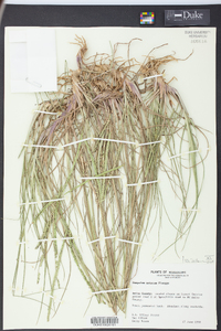 Paspalum notatum image