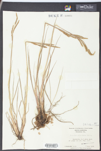 Paspalum plicatulum image