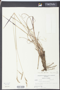 Paspalum plicatulum image