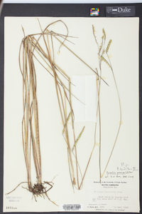 Paspalum praecox image