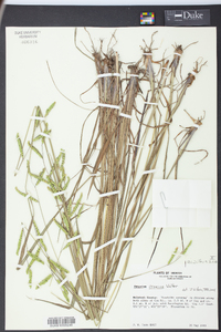 Paspalum praecox image