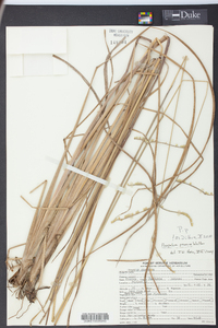 Paspalum praecox image