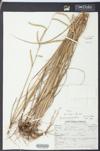 Paspalum praecox image