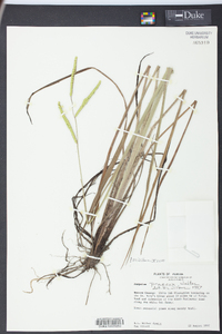 Paspalum praecox image