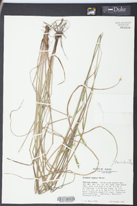 Paspalum praecox image