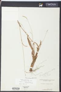Paspalum setaceum var. ciliatifolium image