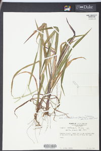 Paspalum setaceum var. ciliatifolium image