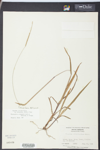 Paspalum setaceum var. ciliatifolium image