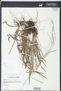 Paspalum setaceum var. ciliatifolium image