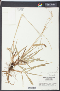 Paspalum setaceum var. ciliatifolium image