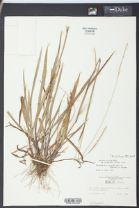 Paspalum setaceum var. ciliatifolium image