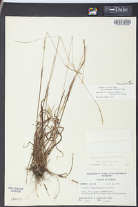 Paspalum setaceum var. ciliatifolium image