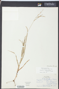 Paspalum setaceum var. ciliatifolium image