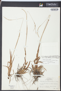 Paspalum setaceum var. ciliatifolium image