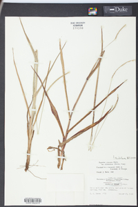 Paspalum setaceum var. ciliatifolium image