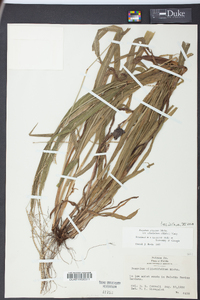 Paspalum setaceum var. ciliatifolium image