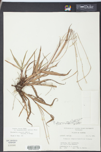 Paspalum setaceum var. ciliatifolium image