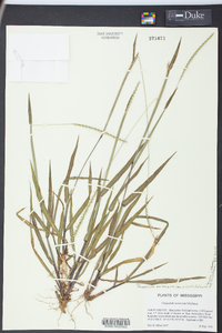 Paspalum setaceum var. ciliatifolium image