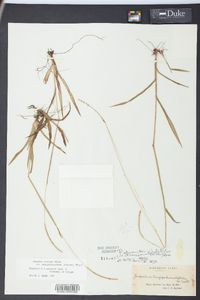 Paspalum setaceum var. ciliatifolium image