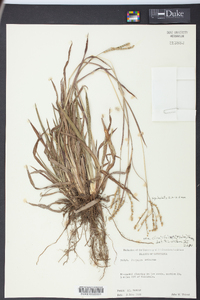 Paspalum setaceum var. ciliatifolium image