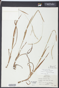 Paspalum setaceum var. muhlenbergii image