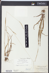 Paspalum setaceum var. muhlenbergii image