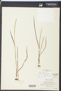 Paspalum setaceum var. rigidifolium image