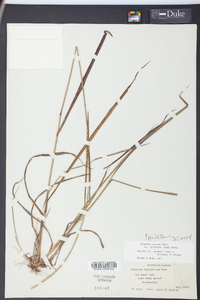 Paspalum setaceum var. rigidifolium image