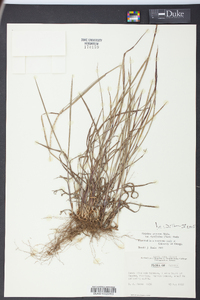 Paspalum setaceum var. rigidifolium image