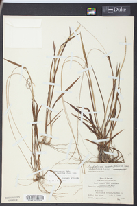 Paspalum setaceum var. rigidifolium image