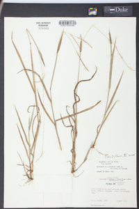 Paspalum setaceum var. setaceum image