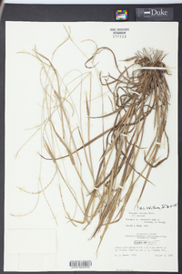 Paspalum setaceum var. setaceum image