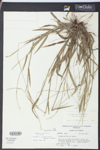 Paspalum setaceum var. setaceum image