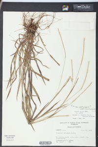 Paspalum setaceum var. setaceum image