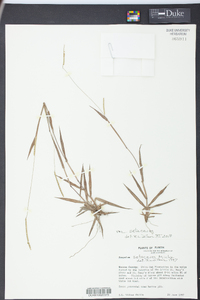 Paspalum setaceum var. setaceum image